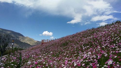 拉萨适合养什么花，市花和市树是什么