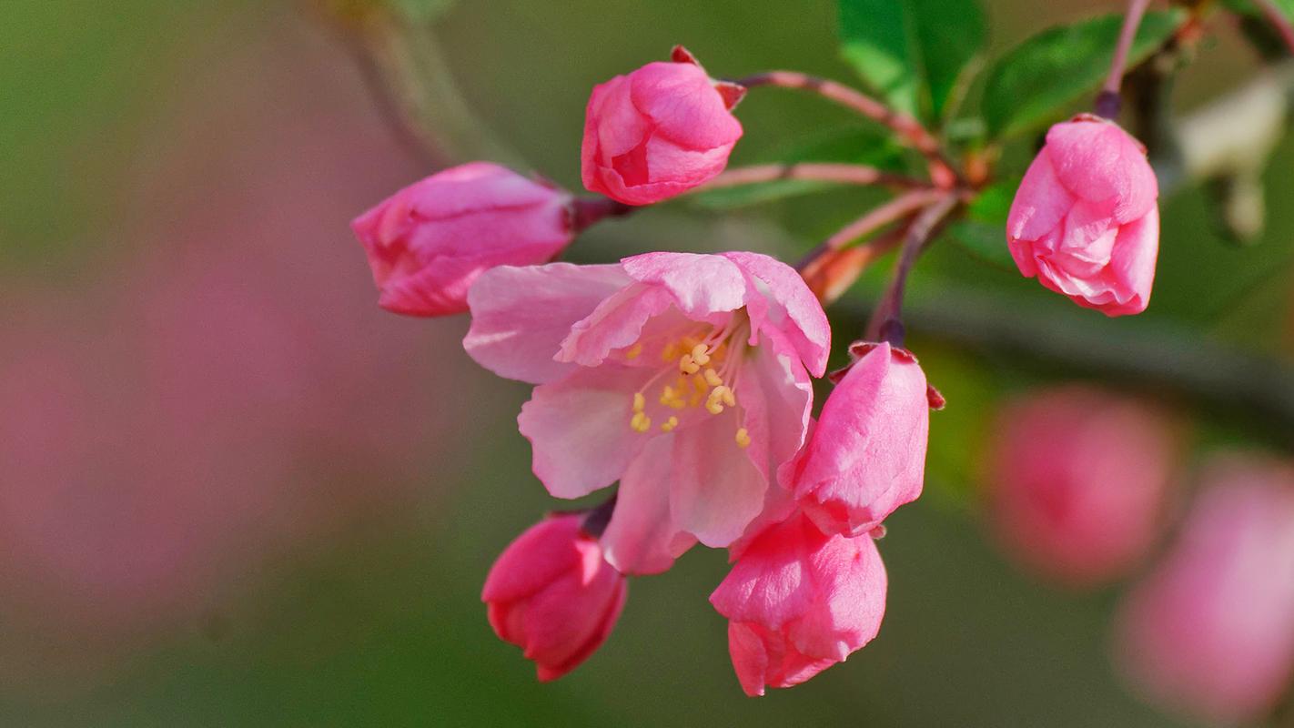 海棠是什么季节开的花，喜欢水多还是水少