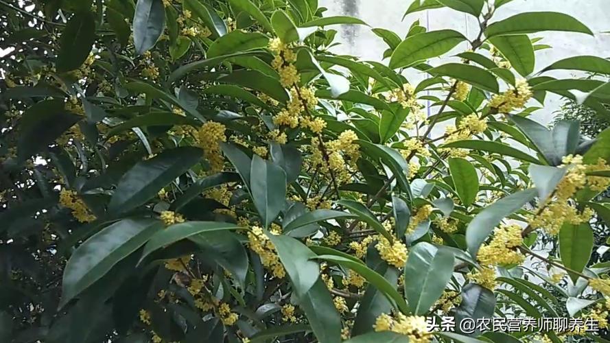 桂花不开花是什么原因