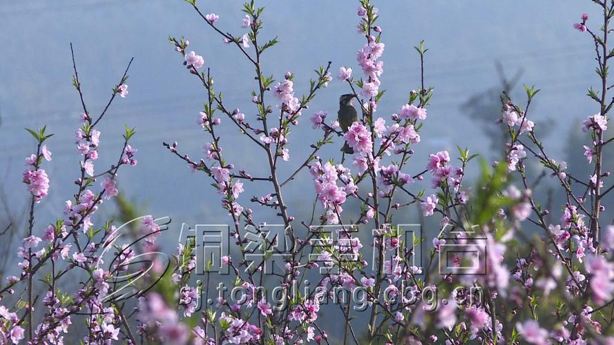 草长莺飞是什么季节