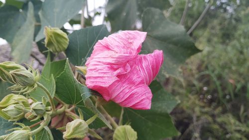 芙蓉花图片欣赏