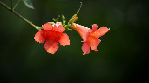 凌霄花的功效与禁忌，凌霄花图片