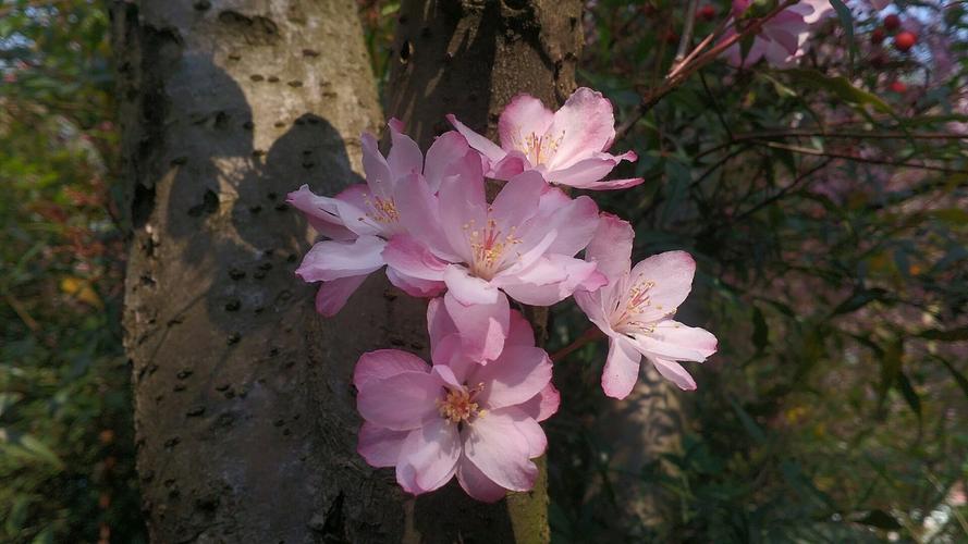 曲靖适合养什么花，市花和市树是什么