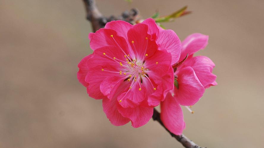 桃花什么季节开，桃花像什么