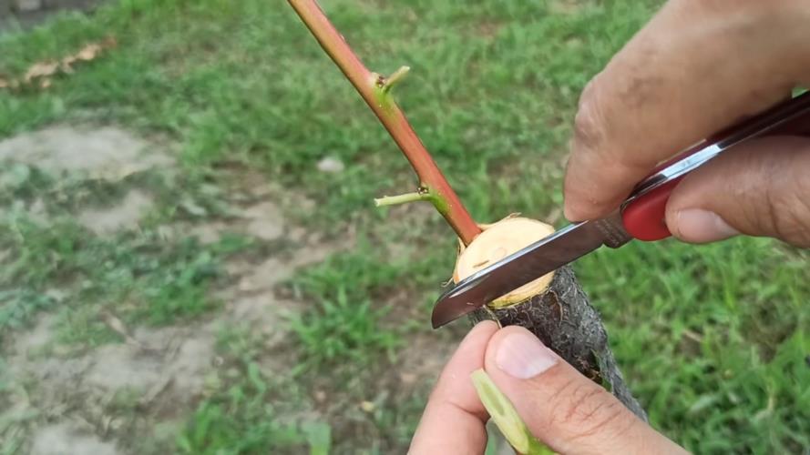 桃花嫁接时间和方法，观赏桃花能在什么时候嫁接