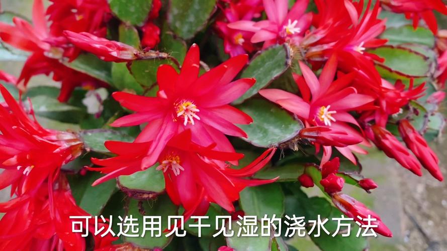 假昙花的四季养护