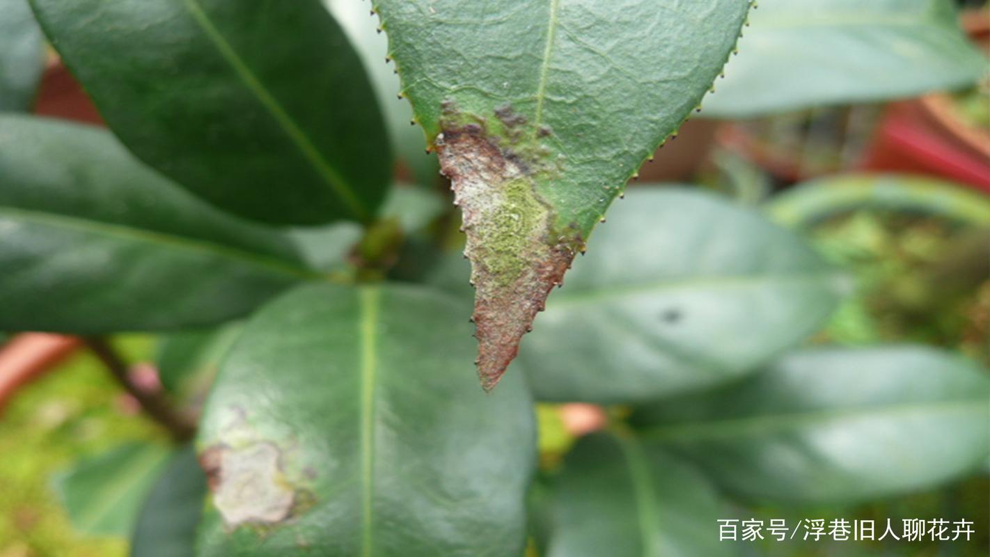 茶花树叶子都蔫了咋办