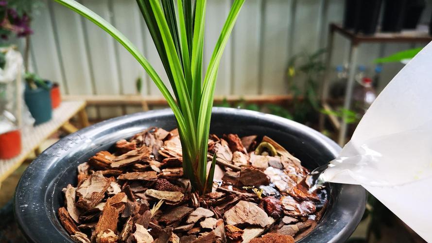 兰花盆栽种植步骤及注意事项