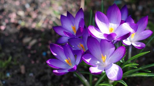 番红花种球种植方法（室内养殖方法）