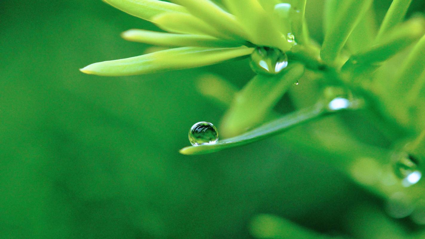 钻石翡翠植物怎样浇水