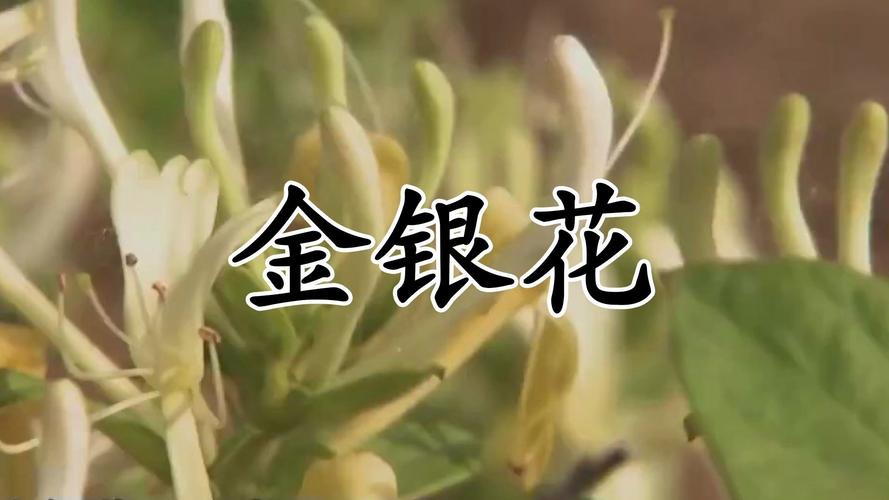 孕妇可以喝金银花吗，婴儿可以喝金银花水吗