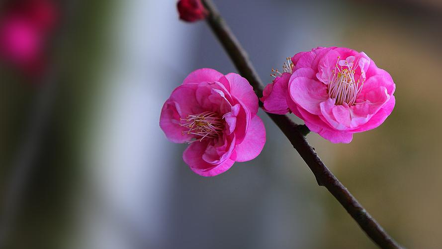 梅花压条一般在几月份，梅花的高压繁殖方法