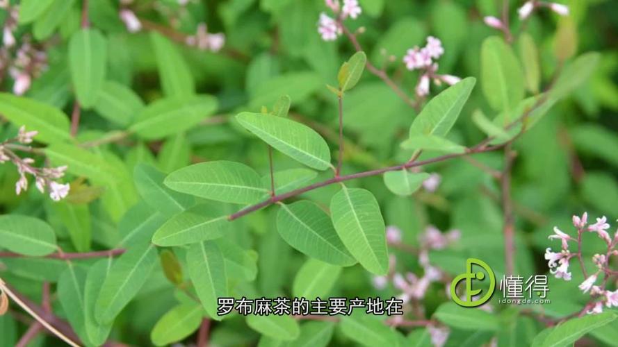 罗布麻茶价格