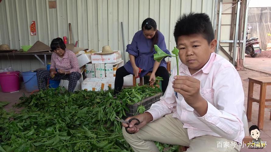 阳台种盆百香果，枝条“扦插”成活快，年年结果吃不完！