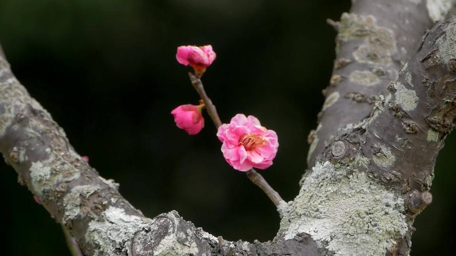 梅树是不是梅花树，两者一样吗