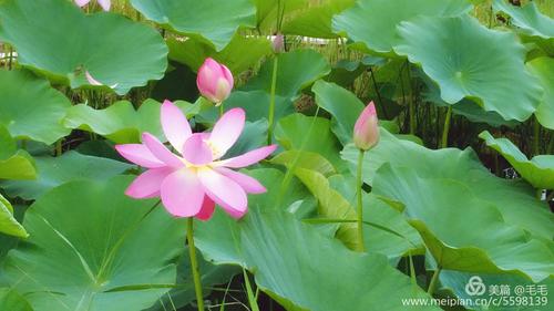 他家的君子兰，大热天竟然开成了花球，1个花苞长40朵！