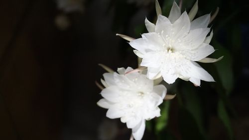 家庭养昙花多少天浇一次水