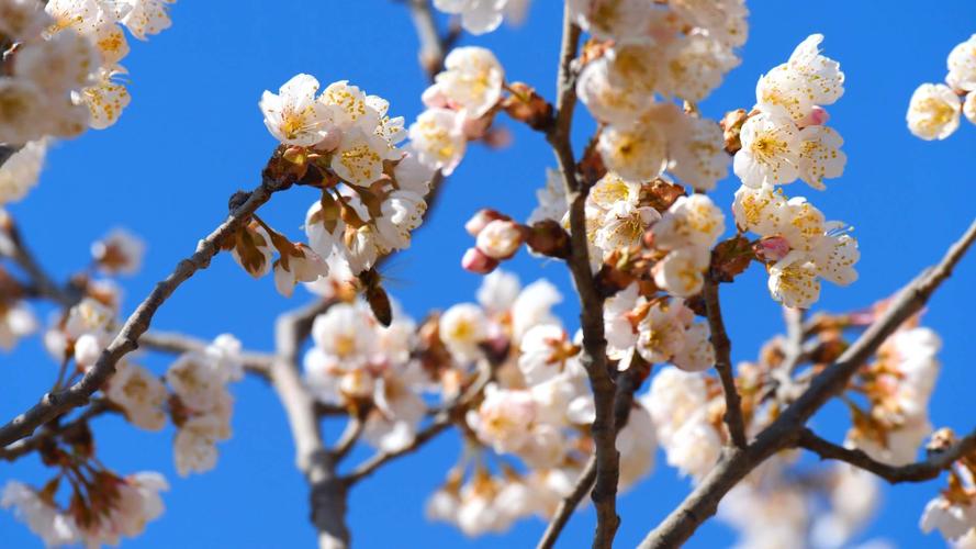 济宁适合养什么花，市花和市树是什么