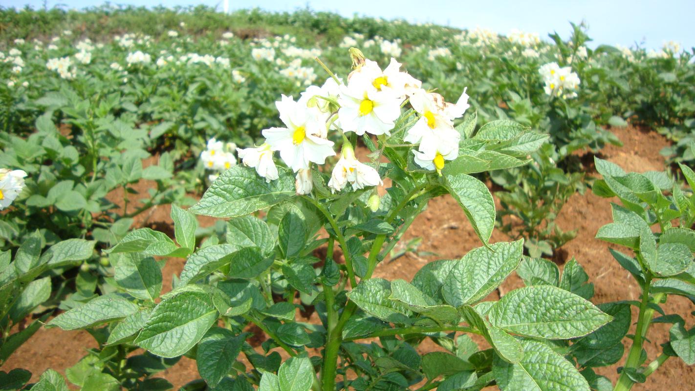 什么时候种土豆，种植马铃薯怎样催芽