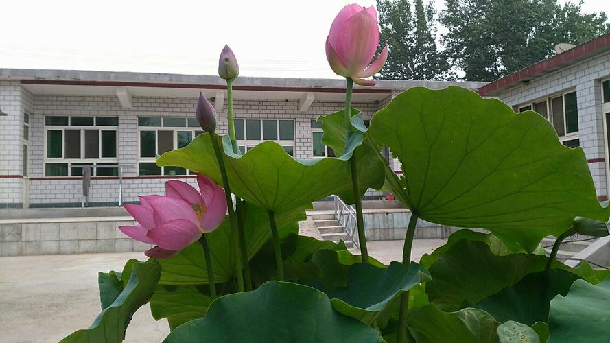 如何在水缸里养荷花-墨子百科 如何在水缸里养荷花