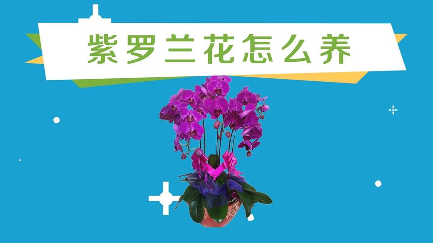 紫罗兰秋天怎么养-墨子百科 紫罗兰秋天怎么养