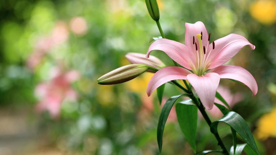 百合花的花语