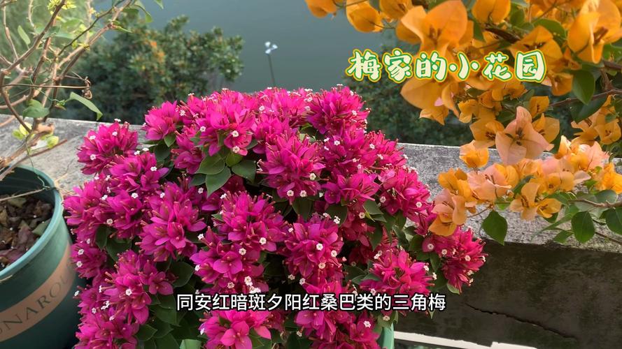 冬季鲜花养护的方法