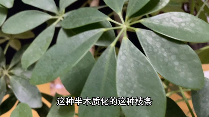 飞燕草的种植方法，冬天能过冬吗