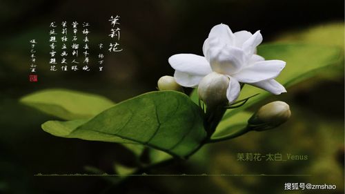 家里种茉莉不吉利