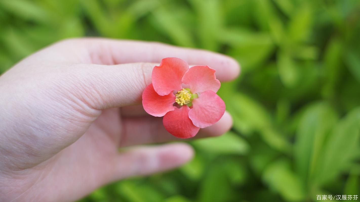 虎刺梅的花语