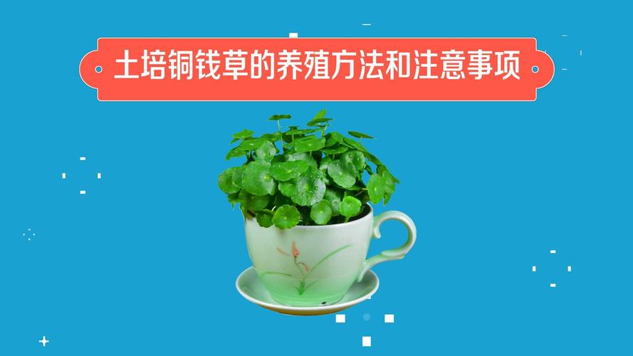 铜钱草怎么养比较茂盛