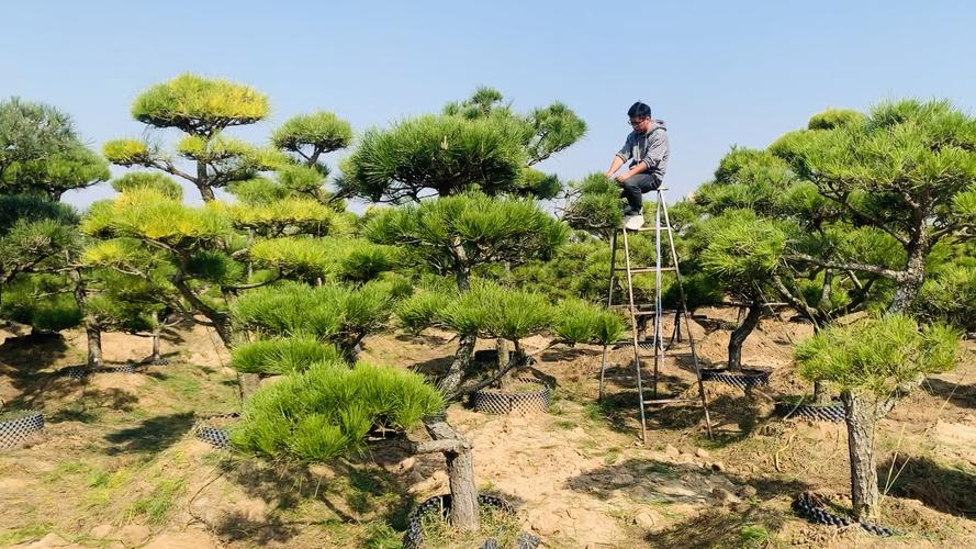 黑松适合栽在庭院吗，栽在庭院中怎么养？