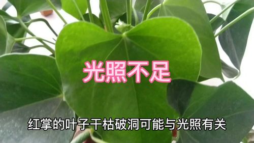 怎么让红掌叶子油光发亮，发黄怎么补救