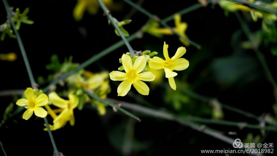 迎春花价格，迎春花图片