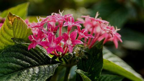 繁星花的花语