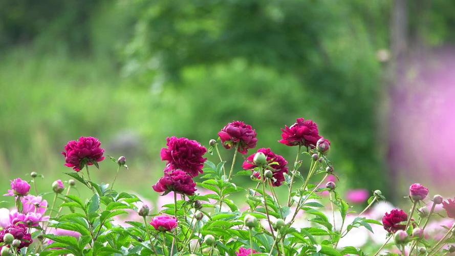 丹东适合养什么花，市花和市树是什么