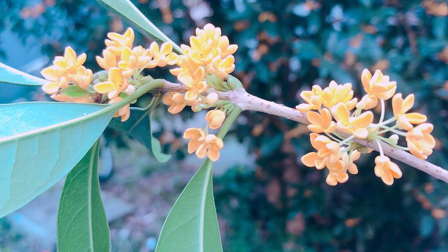 桂花怎样保存香味