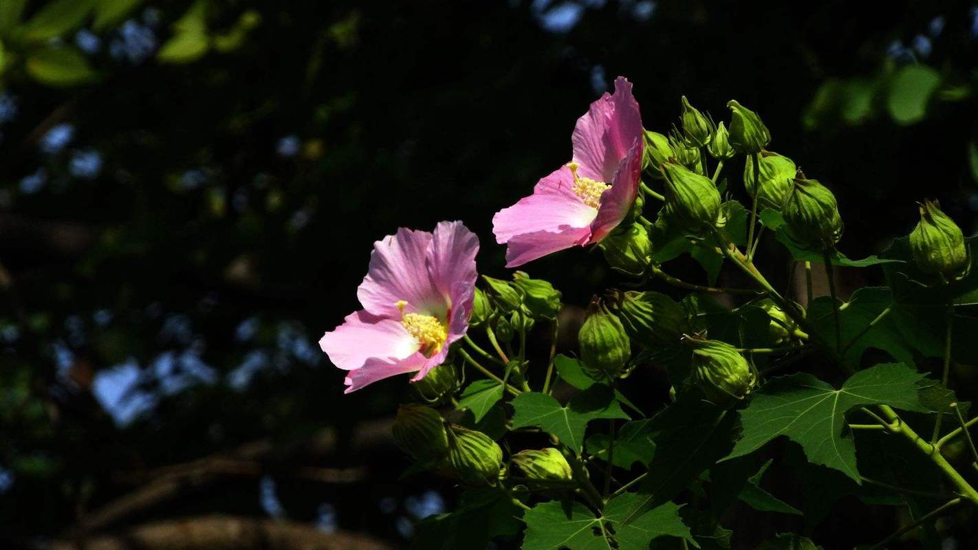 芙蓉花的养殖方法和注意事项