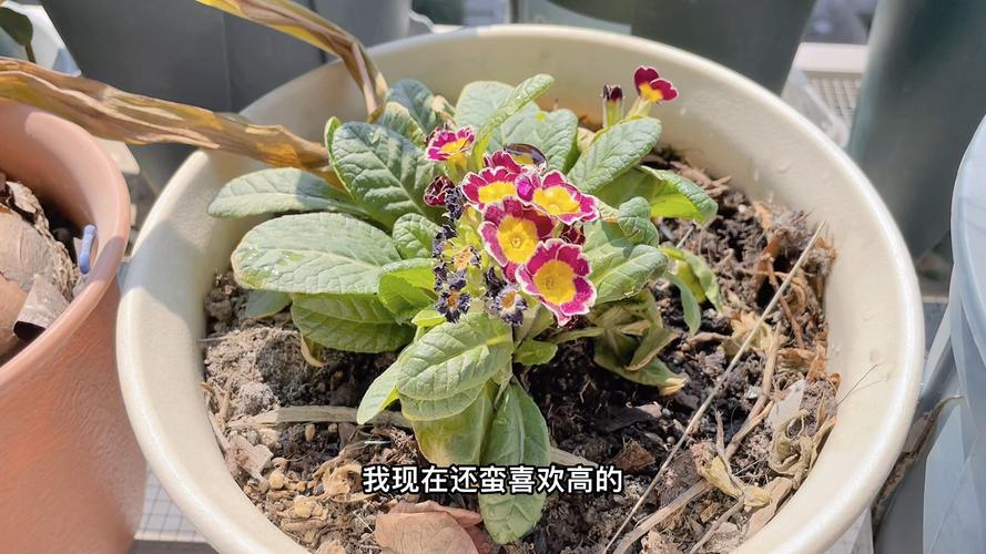 报春花什么时候开花