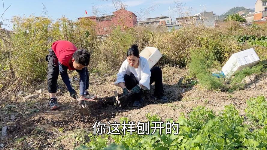 小丽花冬天怎么养，要挖出来吗