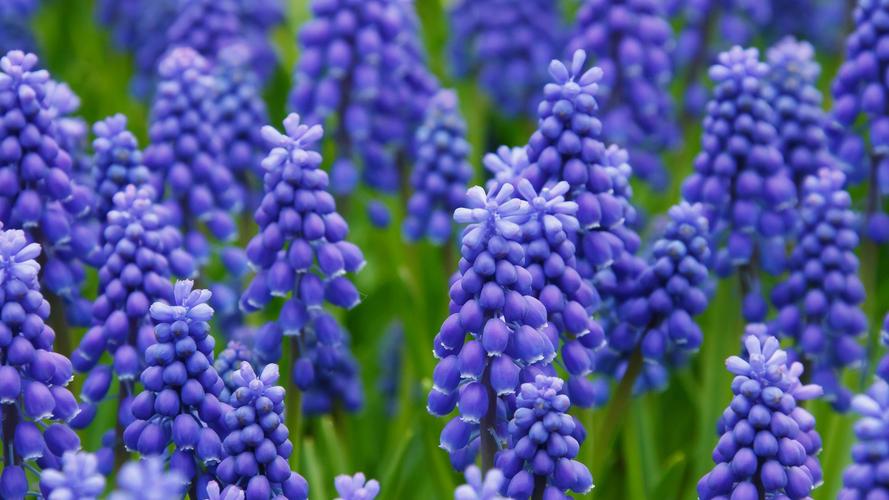 风信子花语-墨子百科 风信子花语