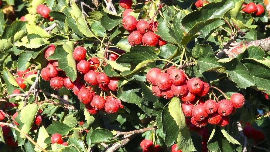 山楂什么季节成熟-墨子百科 山楂什么季节成熟