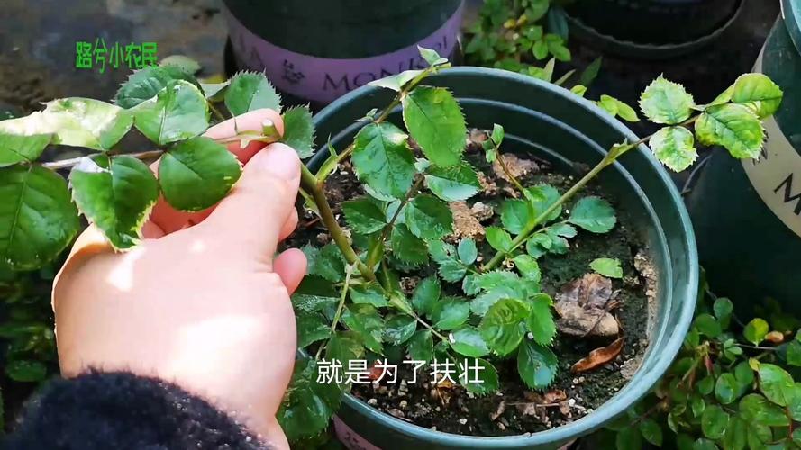 月季小苗要剪掉花苞吗