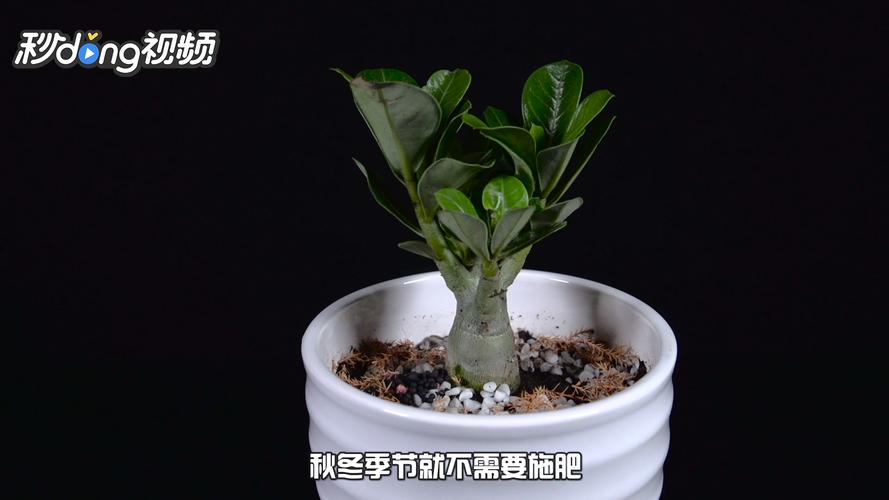 沙漠玫瑰修剪造型方法