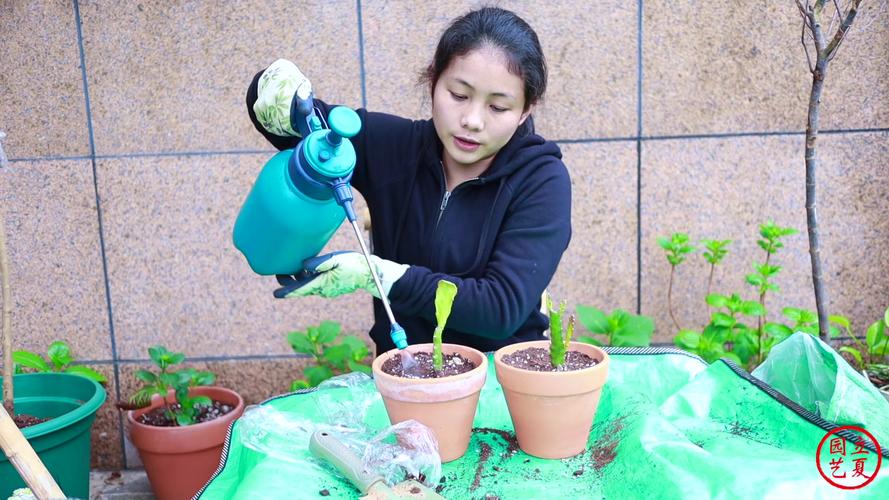 荷花烂根是怎么回事