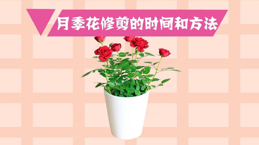 月季花怎么养，怎么修剪