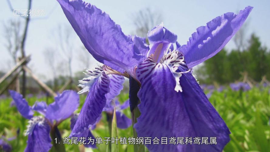 鸢尾花养在家中注意什么，养在家中对身体有害吗