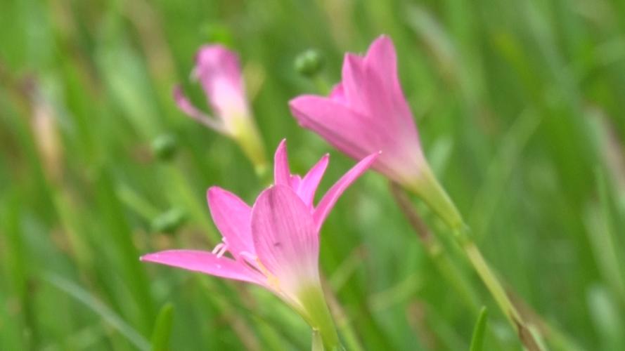 韭菜兰什么季节换盆