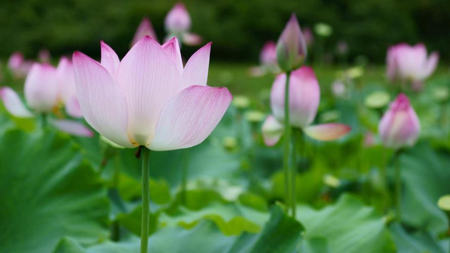 荷花小苗怎么养，怕太阳直射吗