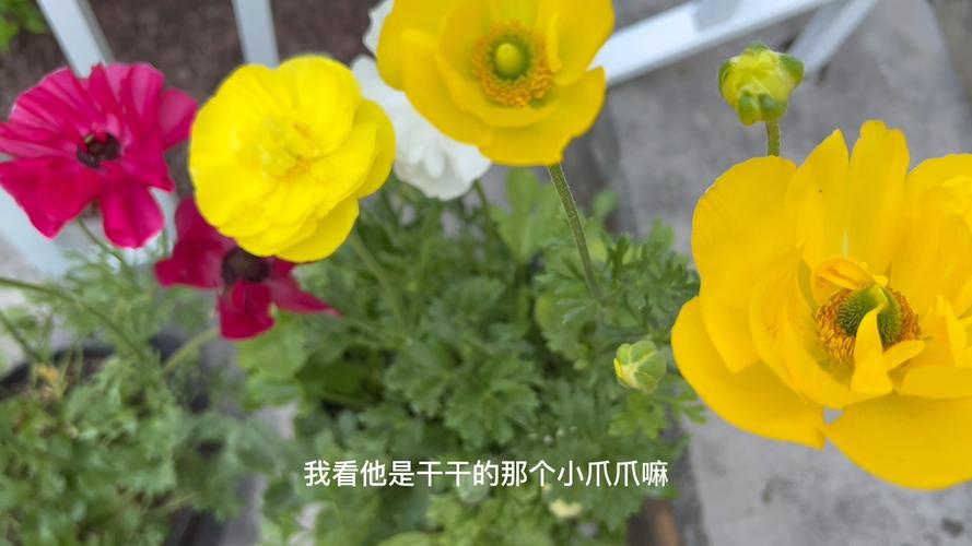 花毛茛的四季养护方法